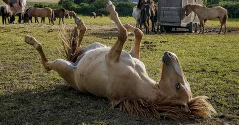 donna fa sesso con un cavallo|Entrava di nascosto nella stalla per fare sesso con un cavallo .